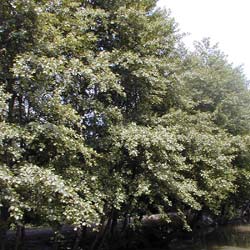 Aulne glutineux / Alnus glutinosa